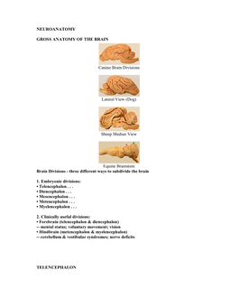 NEUROANATOMY GROSS ANATOMY of the BRAIN Canine