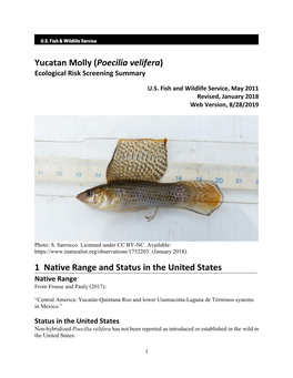 Poecilia Velifera (Yucatan Molly) Ecological Risk Screening Summary