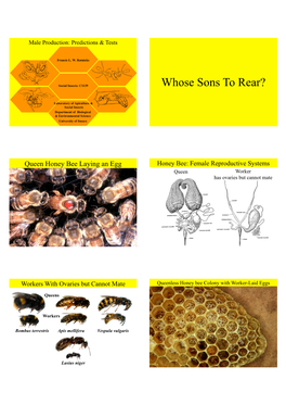 Queenright Honey Bee Colonies