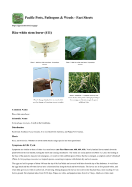 Rice White Stem Borer (411)