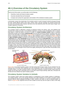 40.1 | Overview of the Circulatory System