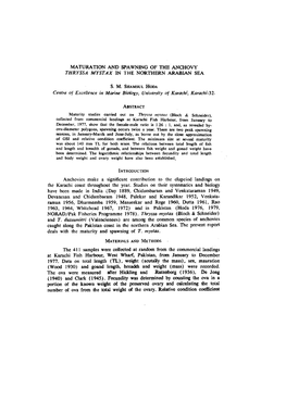 Maturation and Spawning of the Anchovy Thryssa Mystax in the Northern Arabian Sea