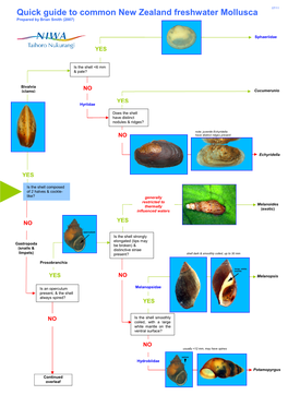 Mollusca (Snails and Clams)