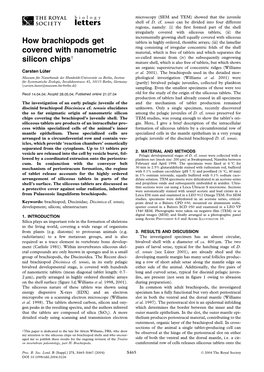How Brachiopods Get Covered with Nanometric Silicon Chips†