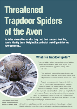Threatened Trapdoor Spiders of the Avon