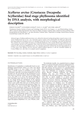 Scyllarus Arctus (Crustacea: Decapoda: Scyllaridae) Final Stage Phyllosoma Identified by DNA Analysis, with Morphological Descri