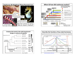 When & How Did Seahorses Evolve?