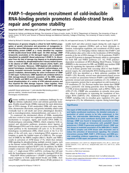 PARP-1–Dependent Recruitment of Cold-Inducible RNA