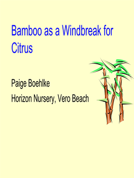 Bamboo As a Windbreak for Citrus