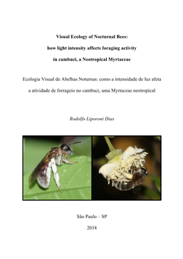 Visual Ecology of Nocturnal Bees