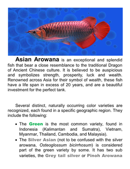 Asian Arowana Is an Exceptional and Splendid Fish That Bear a Close Resemblance to the Traditional Dragon of Ancient Chinese Culture