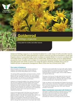 Goldenrod Solidago Virgaurea