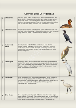 Common Birds of Hyderabad