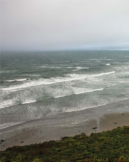 “Entre Mares, Islas Y Bosques“. Carolina Villagrán