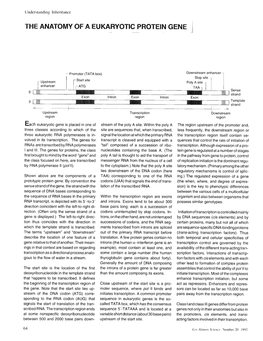 Anatomy of a Eeljkaryc)'Ticprotein Gene ~