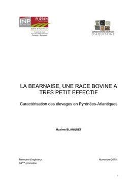 La Béarnaise : Une Race Bovine À Très Petit Effectif