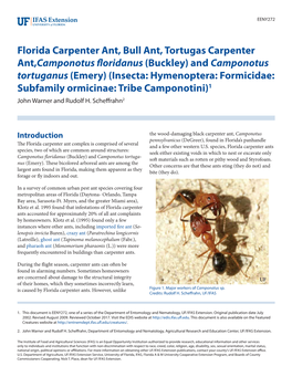 Florida Carpenter Ant, Bull Ant, Tortugas Carpenter Ant