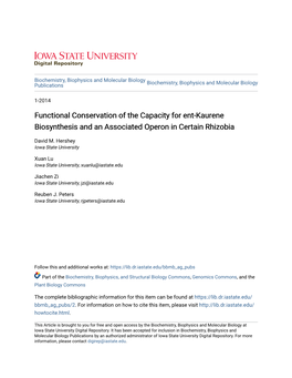 Functional Conservation of the Capacity for Ent-Kaurene Biosynthesis and an Associated Operon in Certain Rhizobia