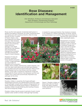 Rose Diseases: Identification and Management
