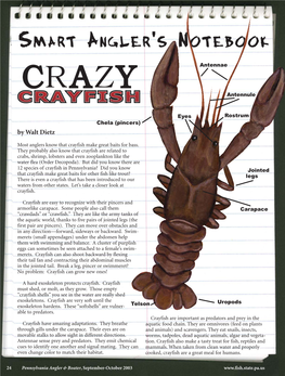 Crazy Crayfish