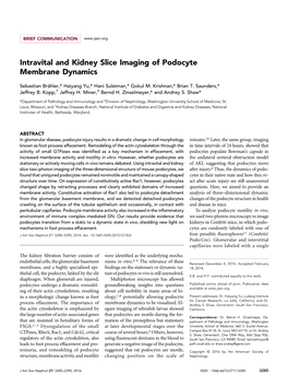 Intravital and Kidney Slice Imaging of Podocyte Membrane Dynamics