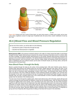 Blood Flow and Blood Pressure Regulation