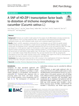 A SNP of HD-ZIP I Transcription Factor Leads to Distortion of Trichome