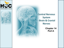 Central Nervous System - Brain & Cranial Nerves