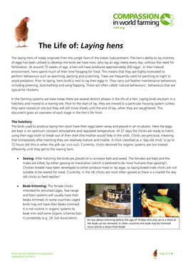 The Life Of: Laying Hens