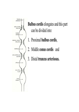 Bulbus Cordis Elongates and This Part Can Be Divided Into: 1