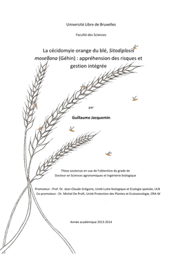 La Cécidomyie Orange Du Blé, Sitodiplosis Mosellana (Géhin) : Appréhension Des Risques Et Gestion Intégrée