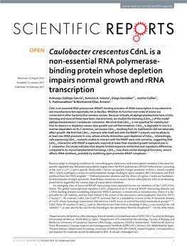 Caulobacter Crescentus Cdnl Is a Non-Essential RNA Polymerase-Binding Protein Whose Depletion Impairs Normal Growth and Rrna Transcription