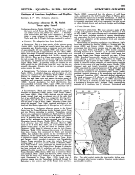 Catalogue of American Amphibians and Reptiles. Sceloporus Olivaceus H. M. Smith Texas Spiny Lizard I