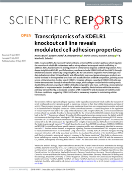 Transcriptomics of a KDELR1 Knockout Cell Line Reveals Modulated Cell Adhesion Properties