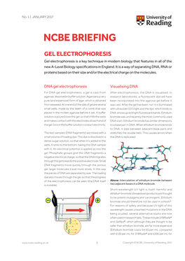 Ncbe Briefing Gel Electrophoresis