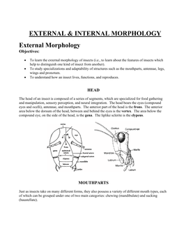 Lab 3: INSECT EXTERNAL MORPHOLOGY