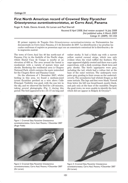 First North American Record of Crowned Slaty Flycatcher Griseotyrannus Aurantioatrocristatus, at Cerro Azul, Panama