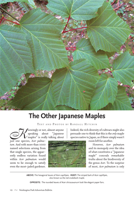 The Other Japanese Maples