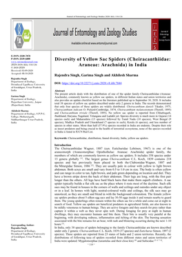 Diversity of Yellow Sac Spiders