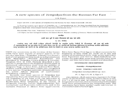 A New Species of Tempskya from the Russian Far East