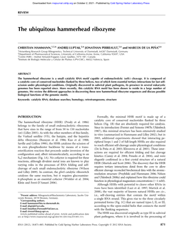 The Ubiquitous Hammerhead Ribozyme