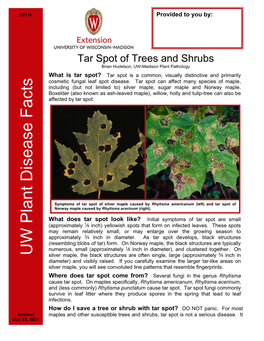Tar Spot of Trees and Shrubs Brian Hudelson, UW-Madison Plant Pathology