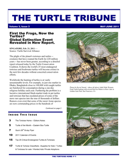 The Turtle Tribune