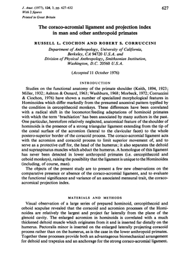 The Coraco-Acromial Ligament and Projection Index in Man and Other Anthropoid Primates