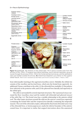 Bone Inferonasally (Meeting at the Zygomaticomaxillary Suture)