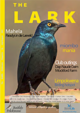 Long-Billed Larks in the Eastern Cape