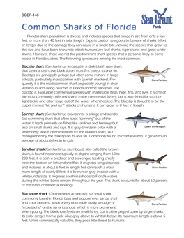 Common Sharks of Florida Florida’S Shark Population Is Diverse and Includes Species That Range in Size from Only a Few Feet to More Than 40 Feet in Total Length