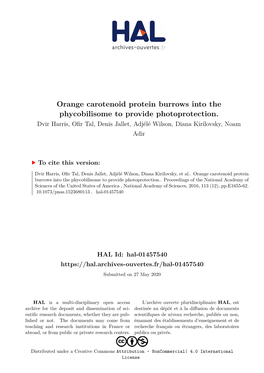 Orange Carotenoid Protein Burrows Into the Phycobilisome to Provide Photoprotection