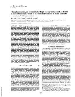 Phosphocreatine, an Intracellular High-Energy Compound, Is Found