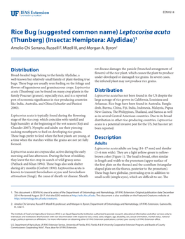 Leptocorisa Acuta (Thunberg) (Insecta: Hemiptera: Alydidae)1 Amelio Chi Serrano, Russell F